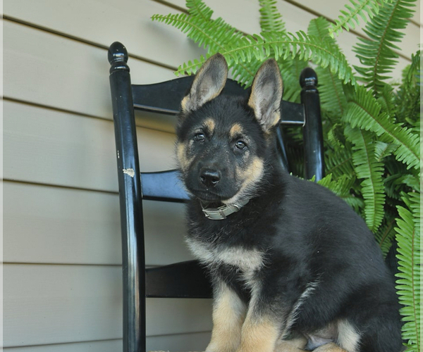 Medium Photo #8 German Shepherd Dog Puppy For Sale in DAVENPORT, FL, USA