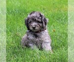 Small Photo #6 Goldendoodle-Poodle (Miniature) Mix Puppy For Sale in GAP, PA, USA