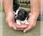 Image preview for Ad Listing. Nickname: Fiona