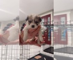 Small #3 Poovanese