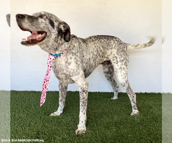 Medium Photo #4 Dalmatian-German Shorthaired Pointer Mix Puppy For Sale in San Diego, CA, USA