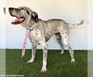 Snipes - Male Dalmatian-German Shorthaired Pointer Mix Dog for Adoption - Photo #4