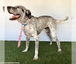Small Photo #4 Dalmatian-German Shorthaired Pointer Mix Puppy For Sale in San Diego, CA, USA