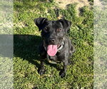 Small #6 Labrador Retriever Mix