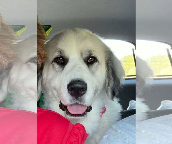 Medium Photo #3 Great Pyrenees Puppy For Sale in Croydon, NH, USA