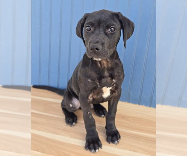 Medium Photo #3 American Staffordshire Terrier-Labrador Retriever Mix Puppy For Sale in Lakewood, CO, USA