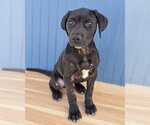 Small #2 American Staffordshire Terrier-Labrador Retriever Mix