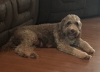 Small Photo #13 Aussiedoodle Puppy For Sale in RANDLEMAN, NC, USA