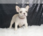 Puppy Clairbelle AKC French Bulldog