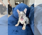 Small Photo #38 French Bulldog Puppy For Sale in CARY, NC, USA