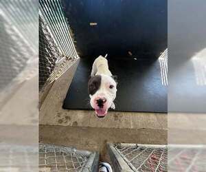 Mutt Dogs for adoption in Rowlett, TX, USA