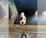 Marlowe - Male Mutt Dog for Adoption - Small photo