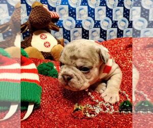French Bulldog Dog for Adoption in BOSTON, Kentucky USA