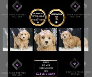 Goldendoodle (Miniature) Puppy for sale in WARSAW, IN, USA