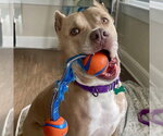 Small #1 American Staffordshire Terrier