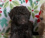 Puppy Dasher Labradoodle