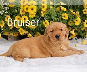 Medium Golden Retriever