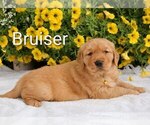 Puppy Bruiser Golden Retriever