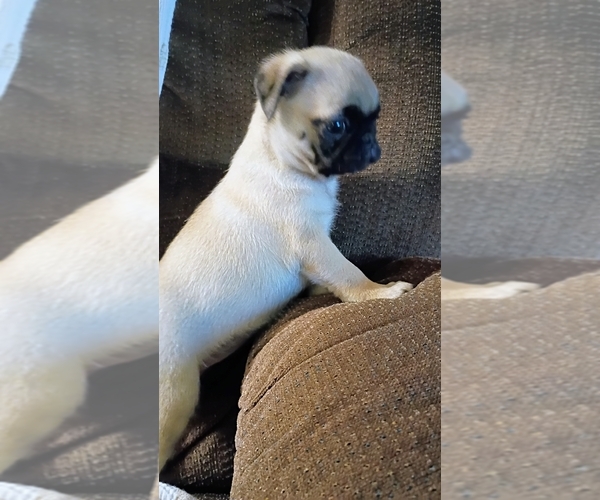 Medium Photo #4 Pug Puppy For Sale in FALL CREEK, WI, USA
