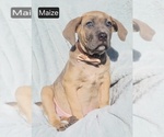 Small #1 Cane Corso