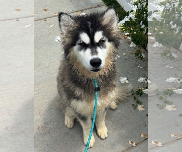Medium Photo #4 Siberian Husky-Unknown Mix Puppy For Sale in Newport Beach, CA, USA