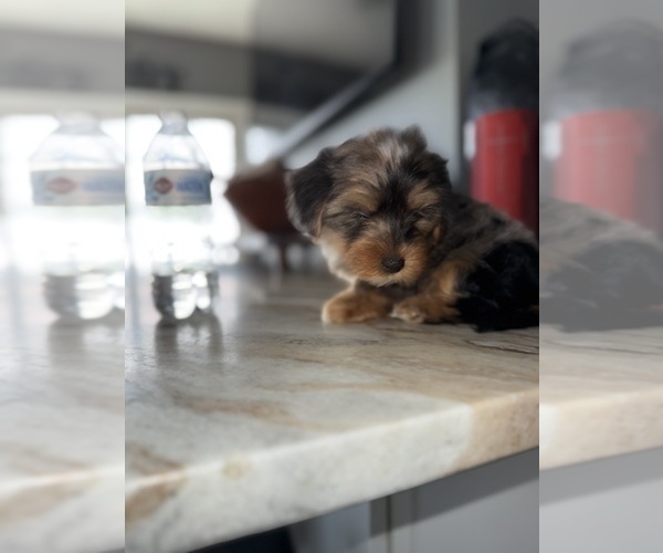 Medium Photo #1 Yorkshire Terrier Puppy For Sale in JOHNSTON, RI, USA