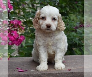 Cockapoo-Poodle (Miniature) Mix Puppy for sale in MILLERSBURG, PA, USA