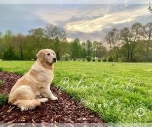 Mother of the English Cream Golden Retriever puppies born on 03/16/2025