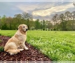 Small Photo #1 English Cream Golden Retriever Puppy For Sale in DAWSONVILLE, GA, USA