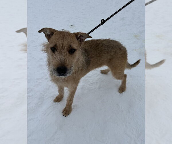 Medium Photo #4 German Shepherd Dog-Unknown Mix Puppy For Sale in Evansville, IN, USA