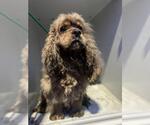 Small Cocker Spaniel