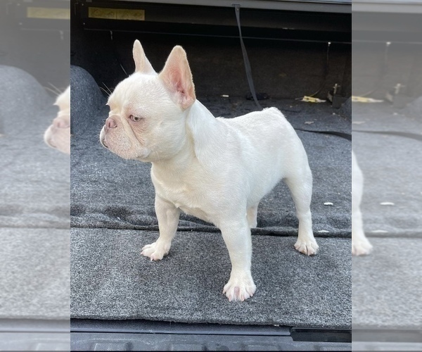 Medium Photo #1 French Bulldog Puppy For Sale in FAIRBURN, GA, USA