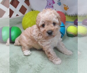 Cavapoo Puppy for sale in RATTAN, OK, USA