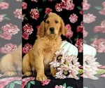 Small #6 Golden Retriever