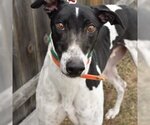 Small Photo #1 Greyhound Puppy For Sale in Grandville, MI, USA