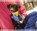 Small Photo #3 Borador Puppy For Sale in Wyoming, MI, USA