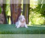Puppy 2 American Bully