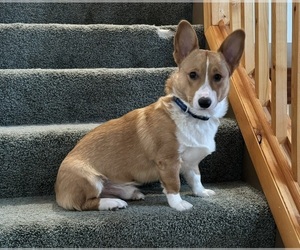 Pembroke Welsh Corgi Puppy for sale in ROSCOMMON, MI, USA