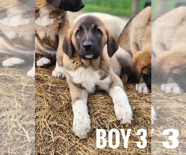 Medium Photo #1 Central Asian Shepherd Dog-Kangal Dog Mix Puppy For Sale in EIDSON, TN, USA
