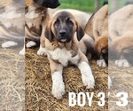 Image preview for Ad Listing. Nickname: Boy 3