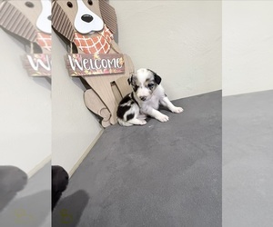 Medium Border-Aussie