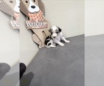 Puppy 1 Border-Aussie