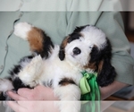 Small #10 Bernedoodle (Miniature)