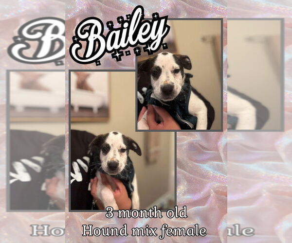 Medium Photo #3 Mutt Puppy For Sale in Jacksonville, NC, USA