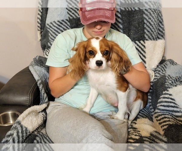 Medium Photo #1 Cavalier King Charles Spaniel Puppy For Sale in STATE LINE, MS, USA