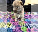 Holiday Garland - Female German Shepherd Dog Puppy for Sale - Photo #11