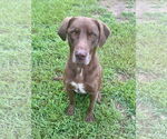 Small #4 Labrador Retriever Mix