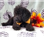Small Photo #13 Cavapoo Puppy For Sale in LAKELAND, FL, USA