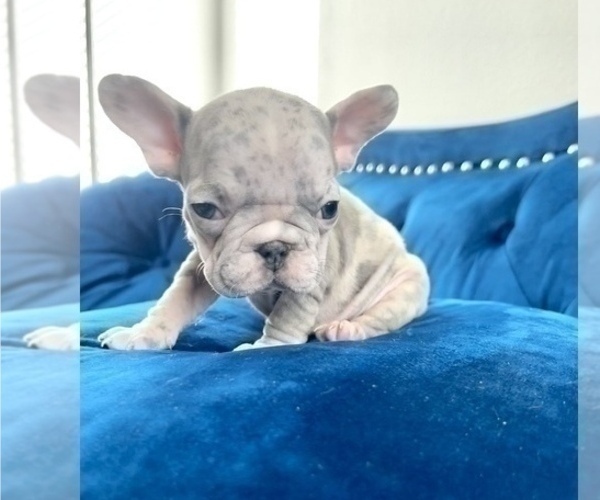 Medium Photo #13 French Bulldog Puppy For Sale in LOUISVILLE, KY, USA