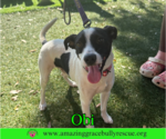 Small #20 Jack Russell Terrier Mix